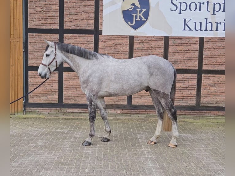 Holstein Castrone 5 Anni 172 cm Grigio in Zeven