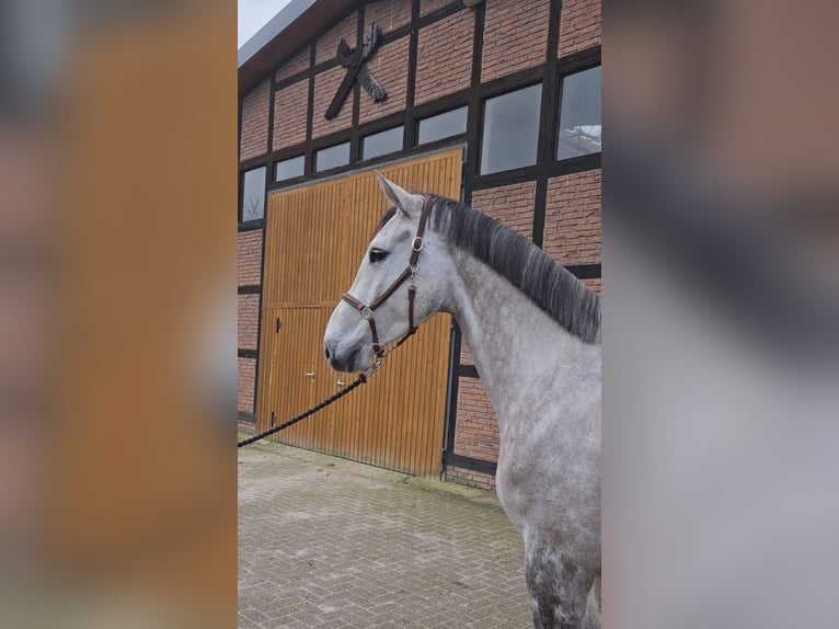 Holstein Castrone 5 Anni 172 cm Grigio in Zeven