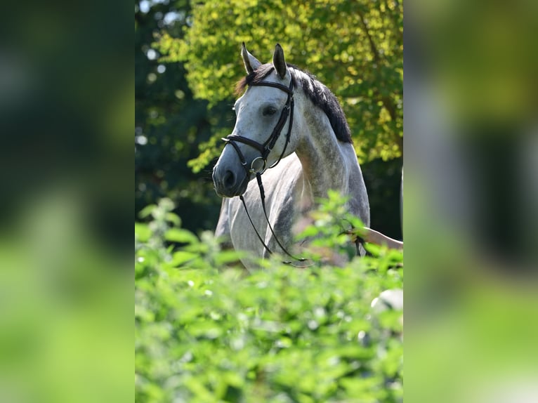Holstein Castrone 5 Anni 172 cm Grigio in 15806 Zossen OT Horstfelde