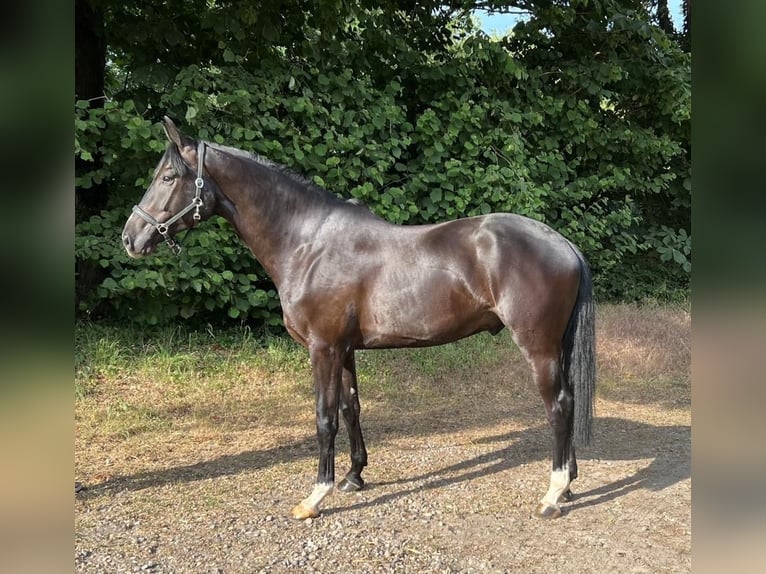 Holstein Castrone 5 Anni 172 cm Morello in Westensee