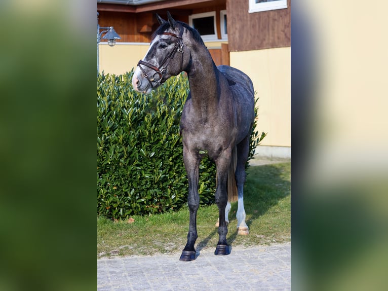Holstein Castrone 5 Anni 173 cm Grigio in Braunschweig