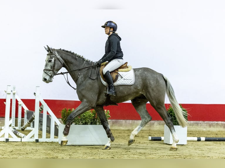 Holstein Castrone 5 Anni 174 cm Può diventare grigio in Waddinxveen