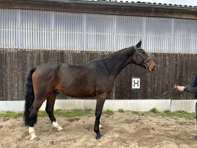 Holstein Castrone 5 Anni 175 cm Baio in Heilshoop
