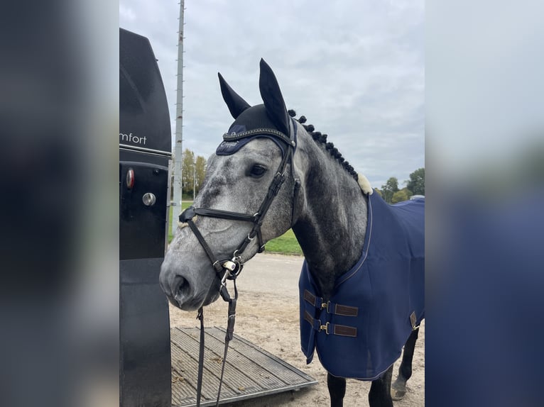 Holstein Castrone 5 Anni 175 cm Grigio pezzato in Westensee