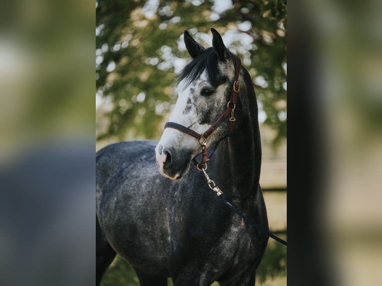 Holstein Castrone 5 Anni 175 cm Leardo in Bergheim