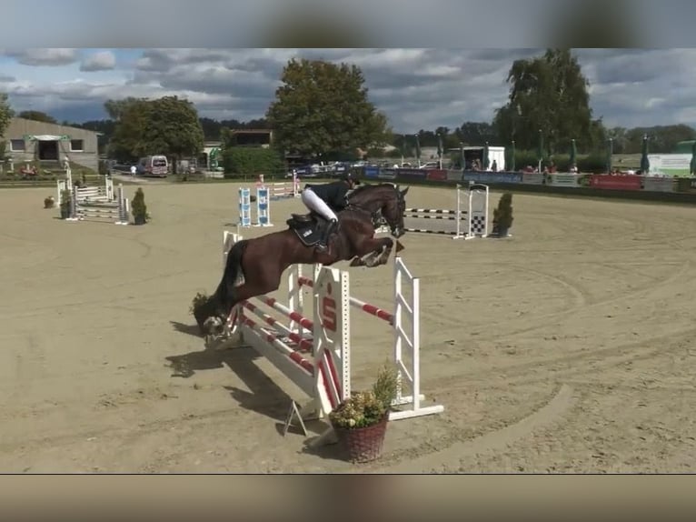 Holstein Castrone 5 Anni 180 cm Baio in WeiterstadtWeiterstadt