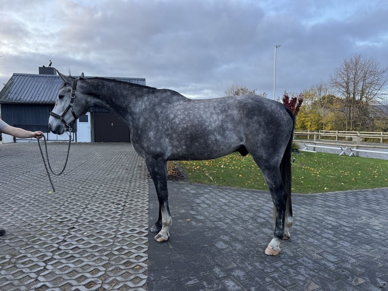 Holstein Castrone 5 Anni 180 cm Grigio pezzato in Lottorf