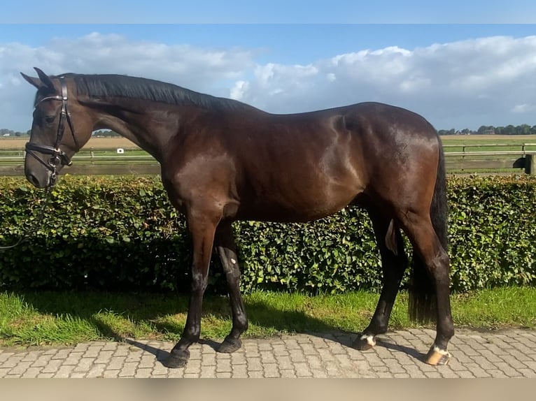 Holstein Castrone 5 Anni Baio nero in Borsfleth