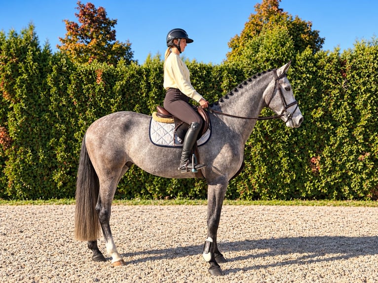 Holstein Castrone 5 Anni Grigio in Wächtersbach