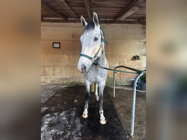 Holstein Castrone 6 Anni 165 cm Grigio trotinato in Schönwalde OT Pausin