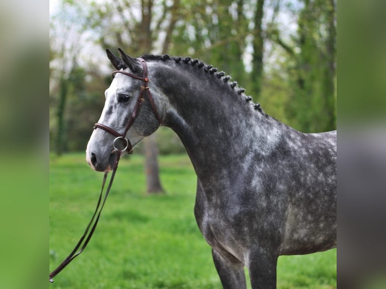 Holstein Castrone 6 Anni 167 cm Grigio in Budapest