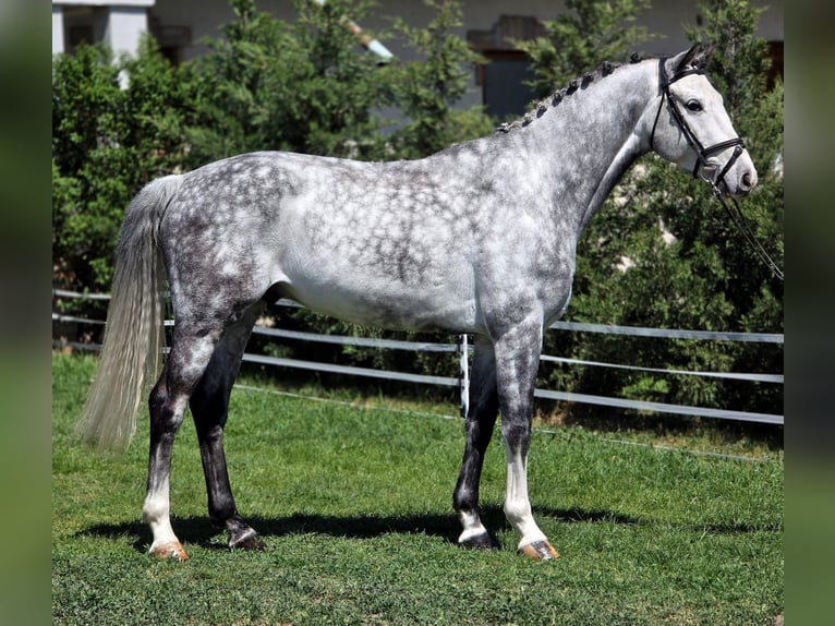 Holstein Castrone 6 Anni 167 cm Grigio in Békésszentandrás