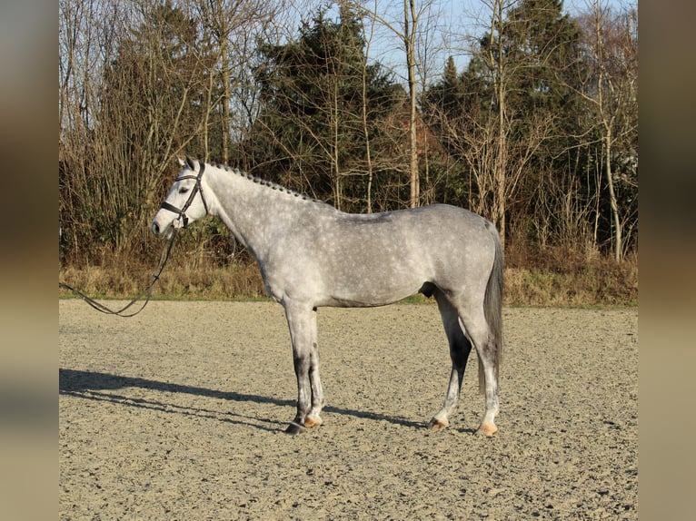 Holstein Castrone 6 Anni 167 cm Grigio in Schulendorf