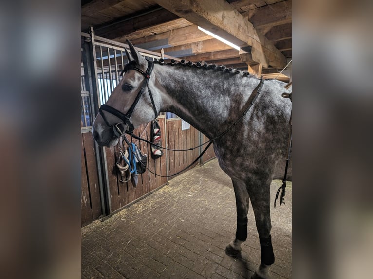 Holstein Castrone 6 Anni 167 cm Grigio pezzato in Donaueschingen