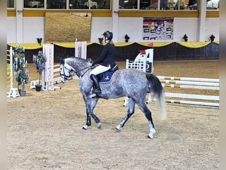 Holstein Castrone 6 Anni 167 cm Grigio pezzato in Donaueschingen