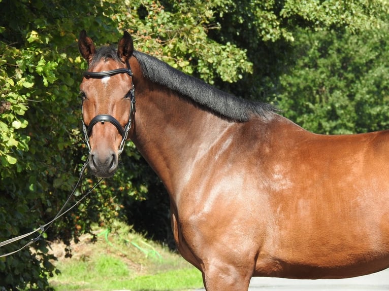 Holstein Castrone 6 Anni 168 cm Baio in Verl