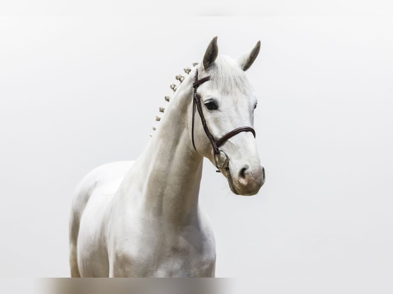 Holstein Castrone 6 Anni 168 cm  in Waddinxveen