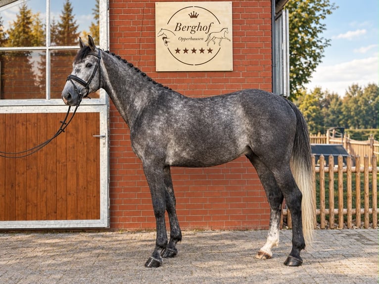 Holstein Castrone 6 Anni 168 cm Grigio in Einbeck