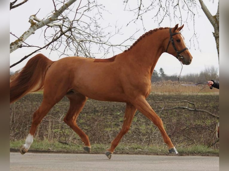 Holstein Castrone 6 Anni 168 cm Sauro in Békéscsaba