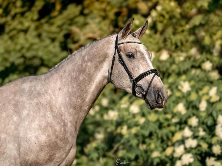 Holstein Castrone 6 Anni 170 cm Grigio in 's-Gravenhage