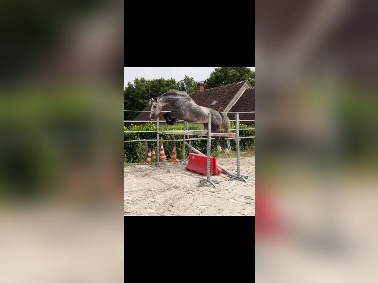 Holstein Castrone 6 Anni 171 cm Grigio in chouzy sur cisse