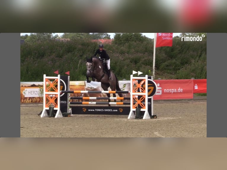Holstein Castrone 6 Anni 171 cm Grigio in Sankt Peter-Ording