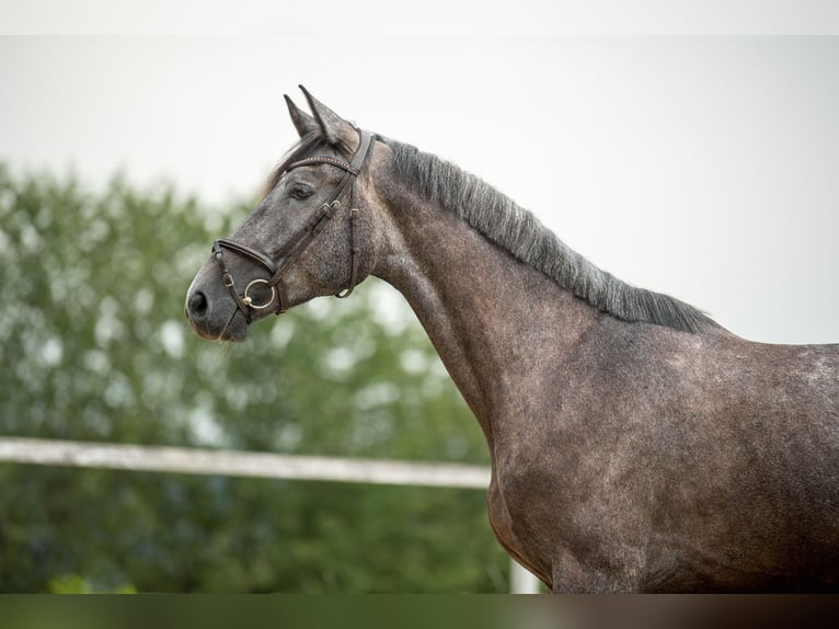 Holstein Castrone 6 Anni 172 cm Grigio in St.Stefan/R