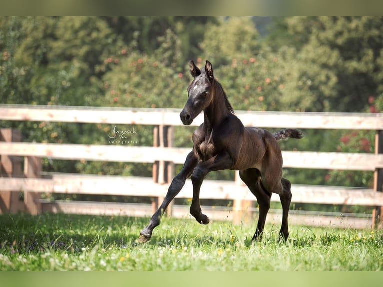 Holstein Castrone 6 Anni 172 cm Grigio in St.Stefan/R