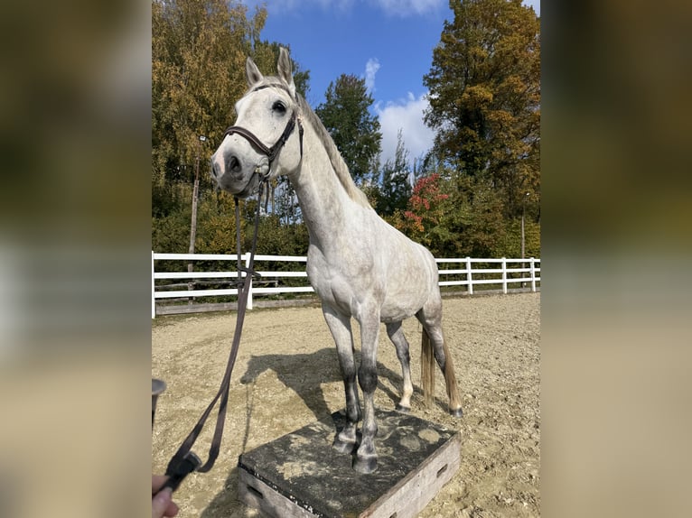 Holstein Castrone 6 Anni 172 cm Grigio in Gaienhofen