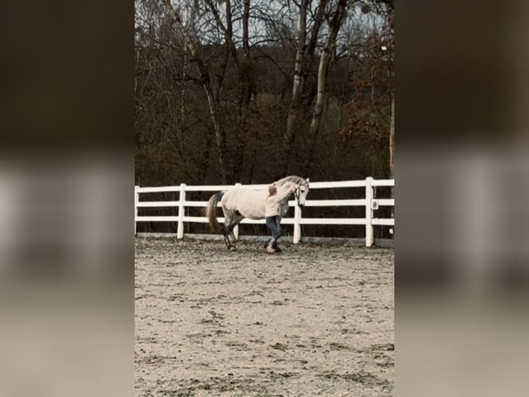 Holstein Castrone 6 Anni 172 cm Grigio in Gaienhofen