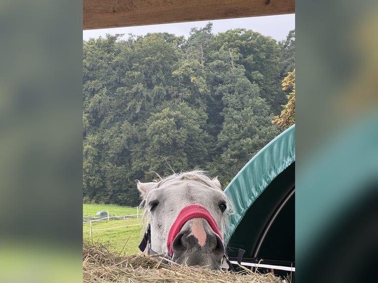 Holstein Castrone 6 Anni 172 cm Grigio in Gaienhofen