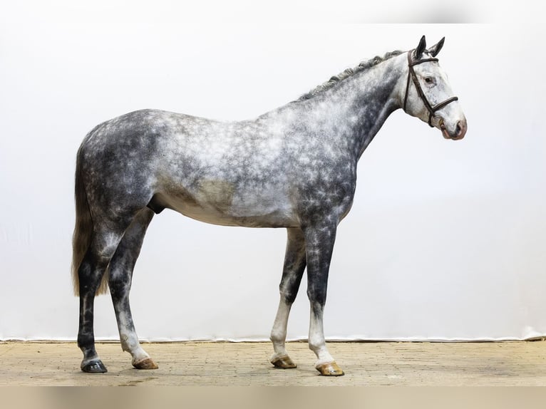 Holstein Castrone 6 Anni 174 cm  in Waddinxveen