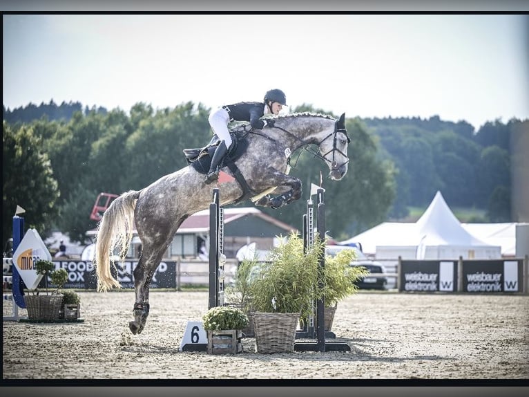 Holstein Castrone 6 Anni 174 cm Grigio in Hasbergen