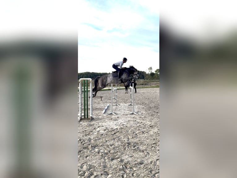Holstein Castrone 6 Anni 174 cm Grigio pezzato in Wedemark