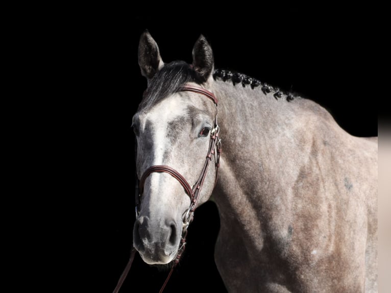 Holstein Castrone 6 Anni 175 cm Grigio in Beuningen Gld