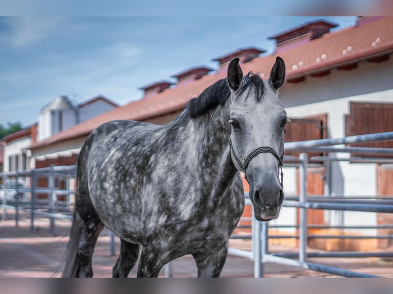 Holstein Castrone 6 Anni 175 cm Grigio pezzato in Győrújbarát