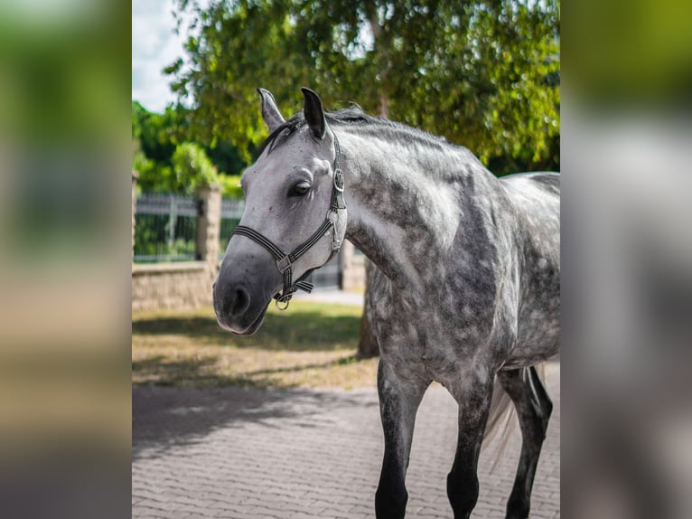 Holstein Castrone 6 Anni 175 cm Grigio pezzato in Győrújbarát