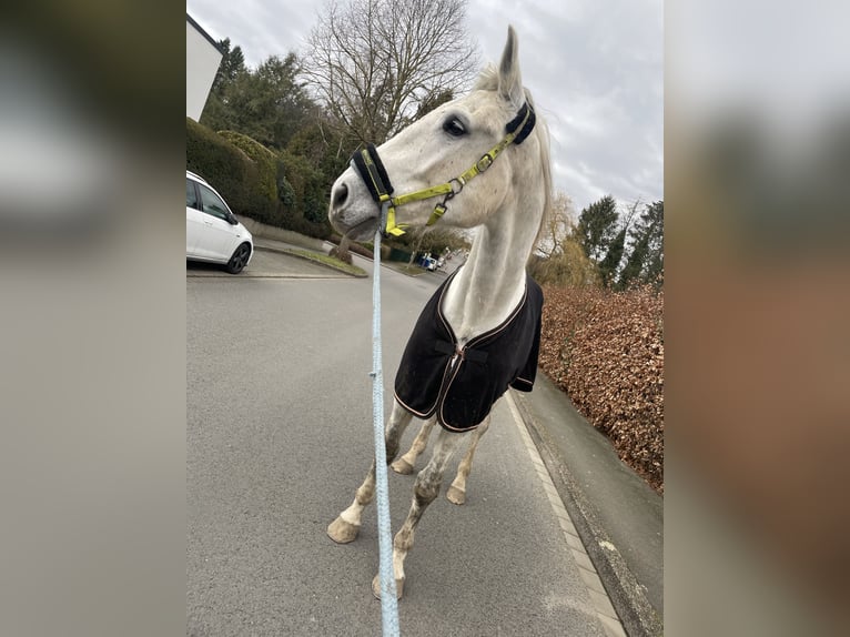 Holstein Mix Castrone 6 Anni 177 cm Grigio pezzato in Bochum