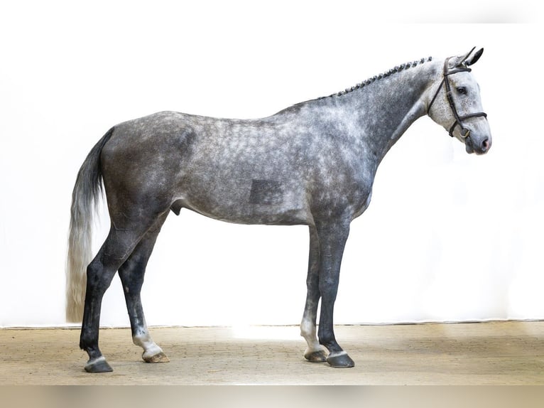 Holstein Castrone 6 Anni 179 cm  in Waddinxveen