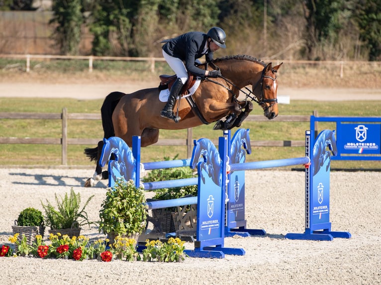 Holstein Castrone 6 Anni Baio in Elmshorn