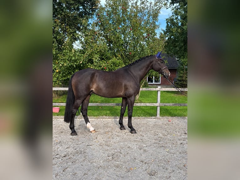 Holstein Castrone 6 Anni Baio in Leck