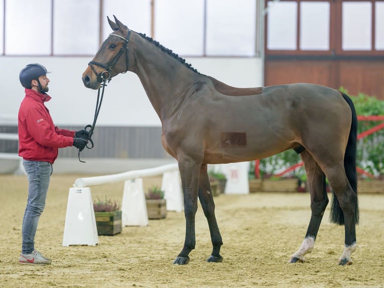 Holstein Castrone 6 Anni Baio in Münster-Handorf