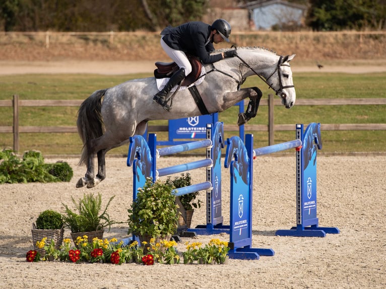 Holstein Castrone 6 Anni Grigio in Elmshorn