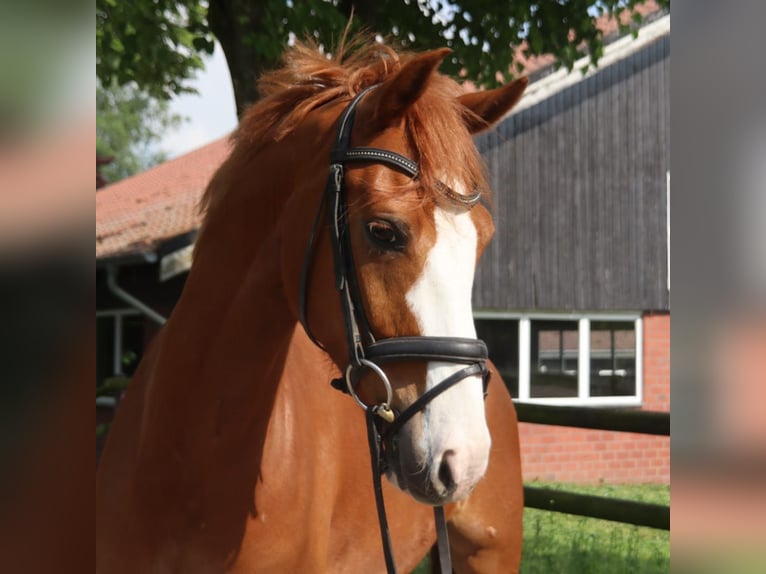 Holstein Castrone 7 Anni 155 cm Sauro in Dülmen