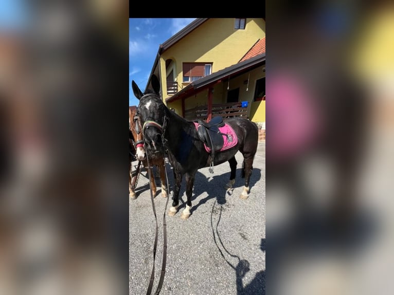 Holstein Castrone 7 Anni 160 cm Morello in Čakovec