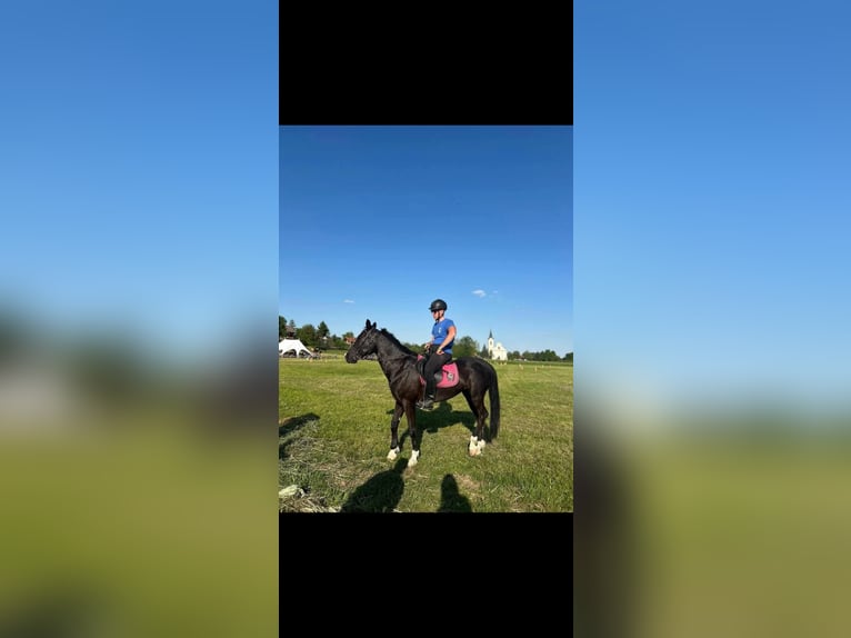 Holstein Castrone 7 Anni 160 cm Morello in Čakovec