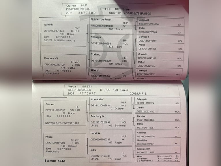 Holstein Castrone 7 Anni 165 cm Baio in Ph&#xF6;ben