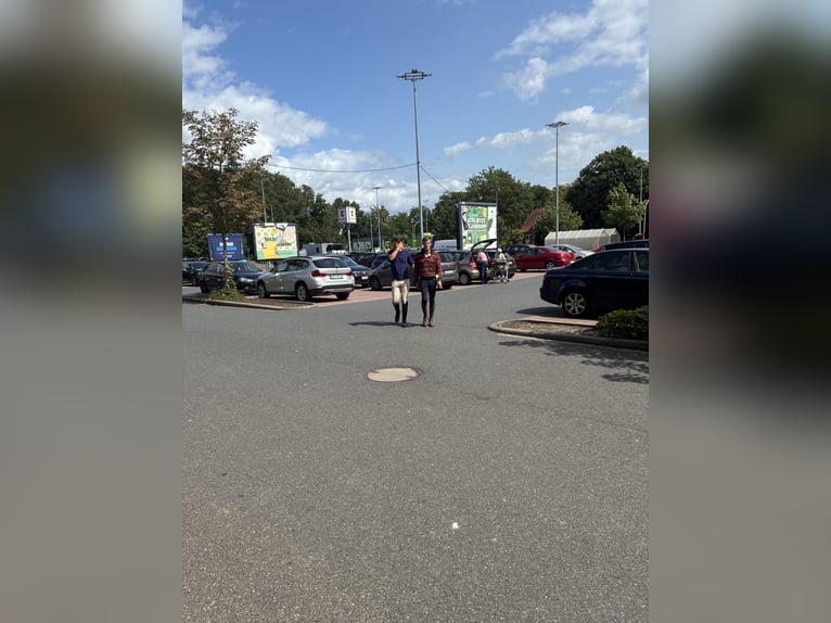 Holstein Castrone 7 Anni 165 cm Baio in Verden (Aller)Verden