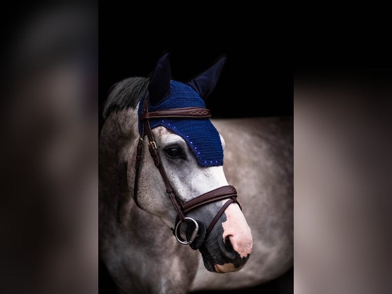 Holstein Castrone 7 Anni 165 cm Grigio pezzato in Großenhain