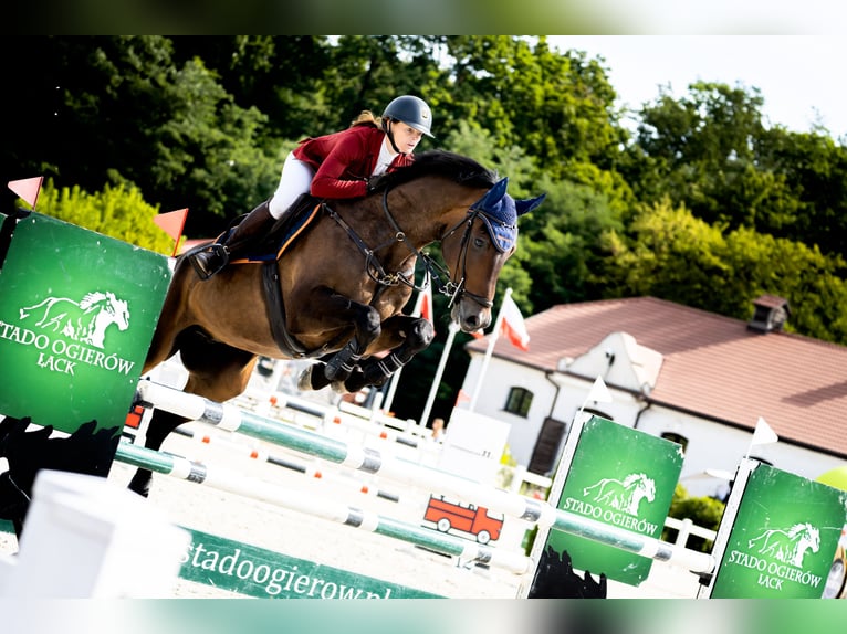 Holstein Castrone 7 Anni 167 cm Baio in Piła